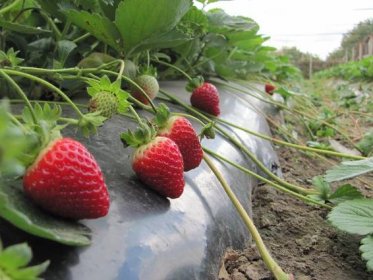 Jahody pro Ural: nejlepší odrůdy a vlastnosti zemědělské technologie