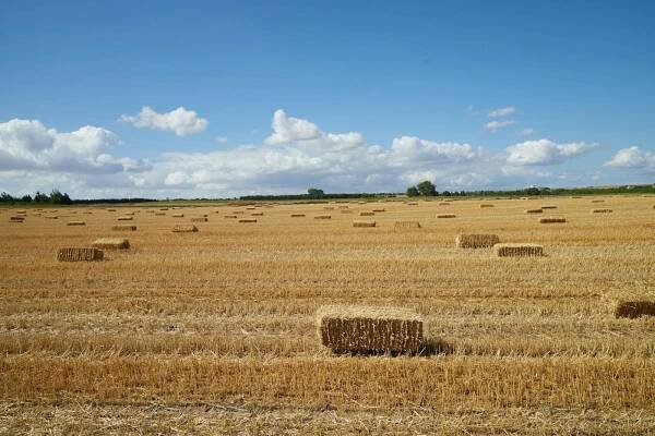 bezplatná Klidné pšeničné pole s balíky sena roztroušenými po celé ploše, zasazené proti jasně modré obloze a načechraných mraků. Základová fotografie