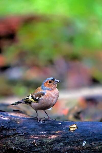 Pěnkava obecná (Fringilla coelebs)