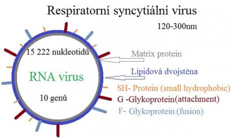 Bovinní respirační syncytiální virus – Wikipedie