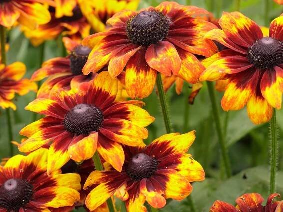 Black-eyed Susan care and growing guide: expert tips for rudbeckia