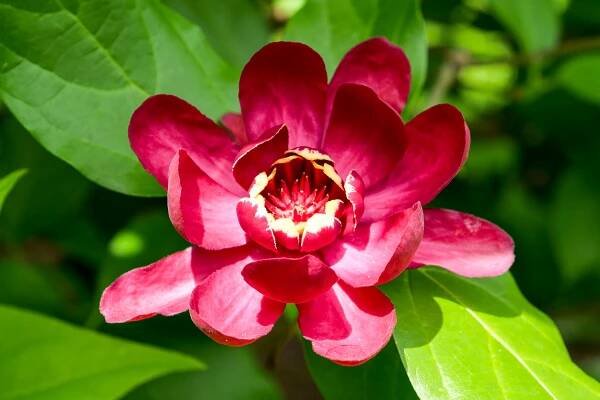 Calycanthus ×raulstonii 'Aphrodite' | sazaník ×raulstonii 'Aphrodite' - Van den Berk školky