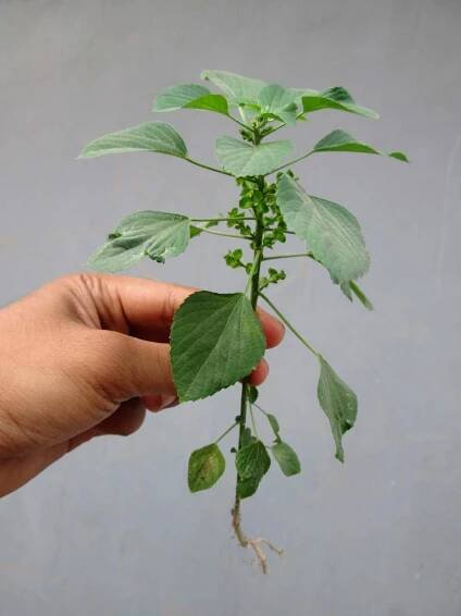 Acalypha indica