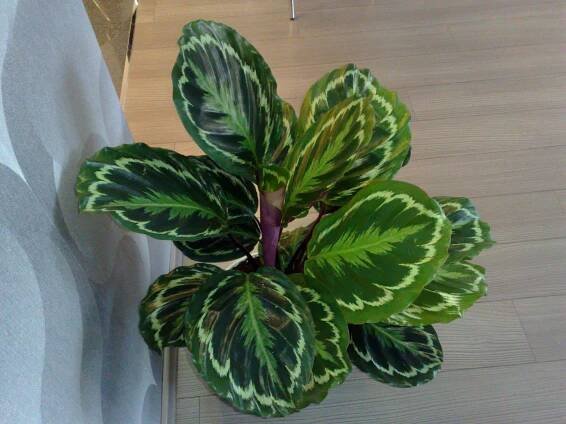 Medailon Calathea