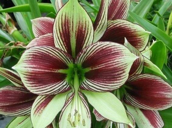 Amarylis 'Papillio'