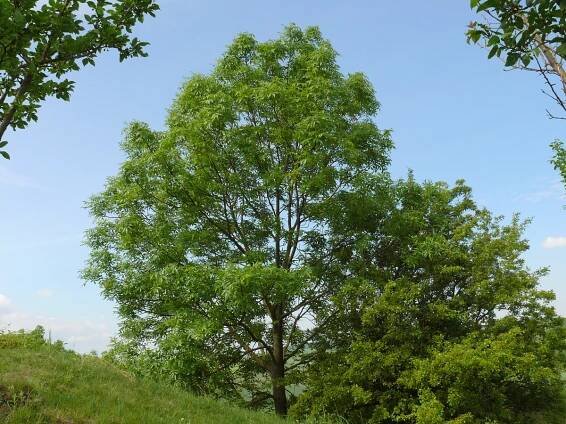 Jasan ztepilý (Fraxinus excelsior)