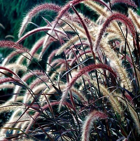Keith Kirsten Plant Directory [P]