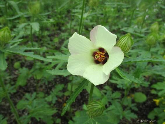 Ibišek trojdílný (Hibiscus trionum)