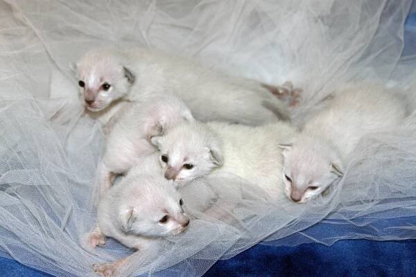 Andromeda’s first litter at ONE week old
