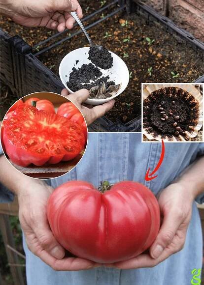 Coffee Grounds as Fertilizer: A Nitrogen Boost for Your Garden