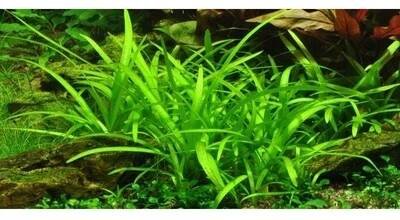 Sagittaria subulata - Šípatka šídlatá