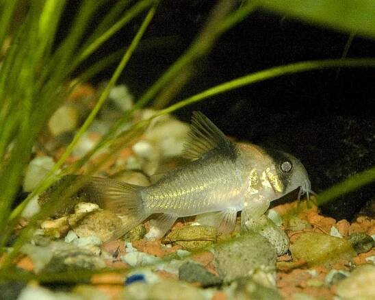 Lacos - AKVARISTA.cz