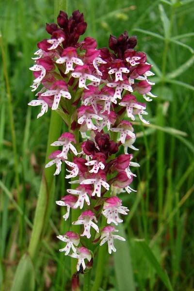 Vstavač osmahlý - Orchis ustulata, Nad závodištěm, 1.6.2006 