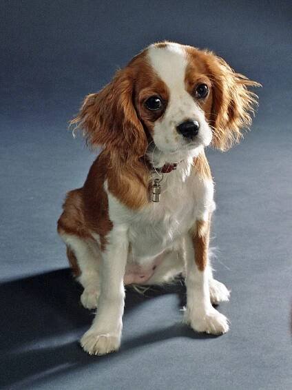 Cavalier King Charles Spaniel Grooming: A Guide with Haircut Pictures