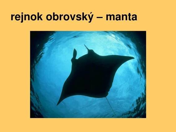 PPT - třída: Paryby PowerPoint Presentation, free download - ID:3799768