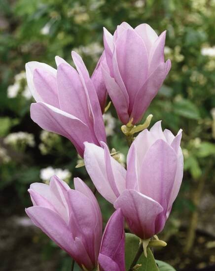 Magnolia ´George Henry Kern´ , Šácholan , Magnólie, 40-60 cm, C3