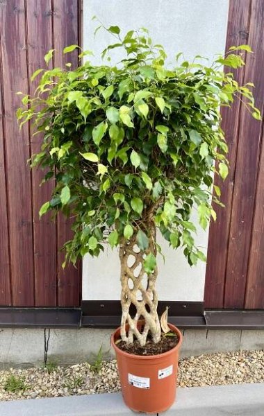Ficus benjamina, cca 120 cm