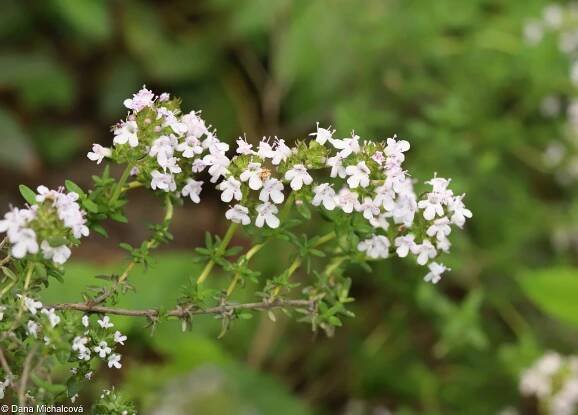 Thymus vulgaris – mateřídouška obecná, tymián • Pladias: Databáze české flóry a vegetace