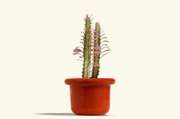 African Milk Tree in a 4 inches Fat Lip Oat Planter 