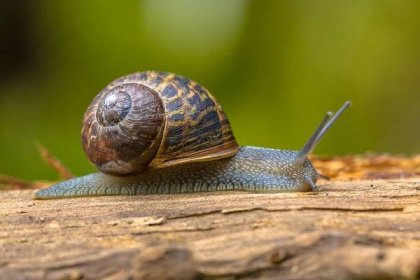 Large Romain snail