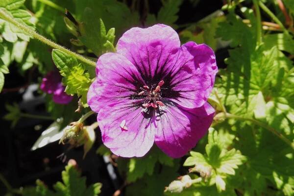 Geranium 