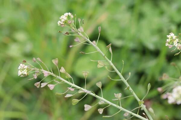 Kokoška pastuší tobolka (Capsella bursa-pastoris) - fotografie 5