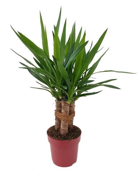 Palma Tres Canas (Yucca), výška 60-75 cm, pr. květináče 19 cm