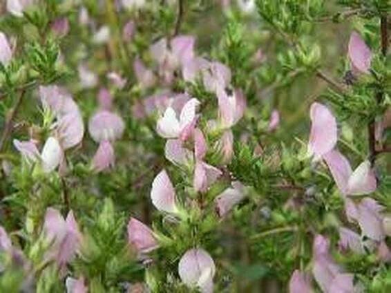 ONONIS SPINOSA L. – jehlice trnitá / ihlica tŕnitá