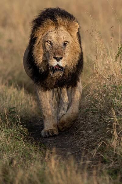 Why Every Wildlife Photographer Should Safari in Kenya’s Masai Mara | PetaPixel