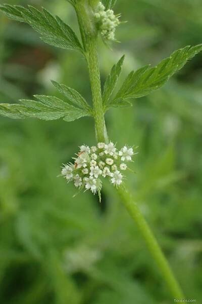 Tořice uzlovitá (Torilis nodosa)