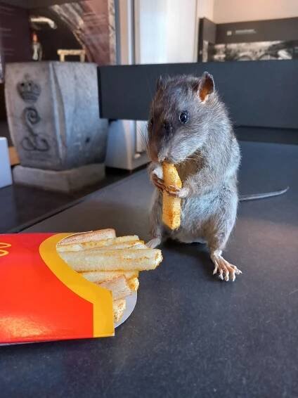 Rattus norvegicus © Riolenmuseum