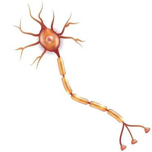 Co je to demyelinizace? / Neuropsychologie