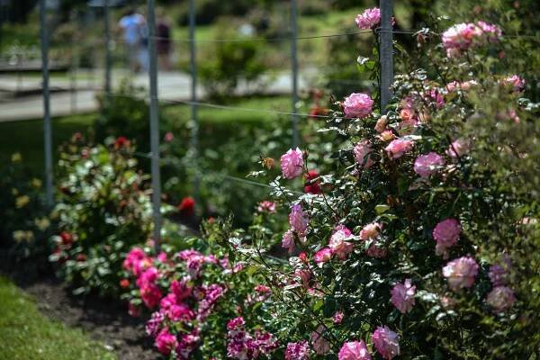Rozárium Olomouc | Výstaviště Flora Olomouc, a. s.