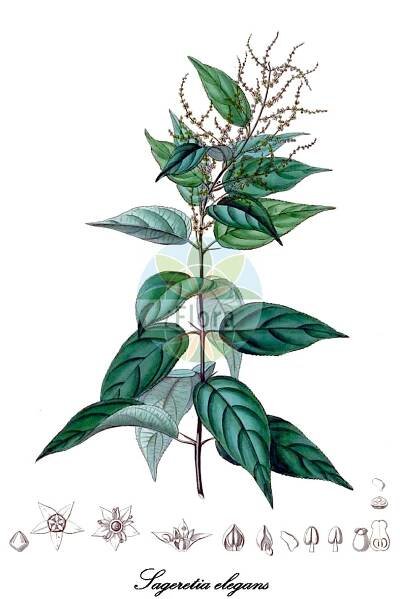 Sageretia elegans - Rhamnaceae,Plantae,Pteridobiotina,Angiosperms,Rosales,Rhamnaceae,Sageretia,Sageretia elegans,Gouania lehmannii, Rhamnus elegans, Rhamnus spicata, Sageretia lehmannii, Sageretia salamensis