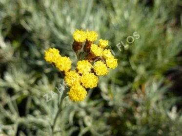 Smil italský - Helichrysum italicum