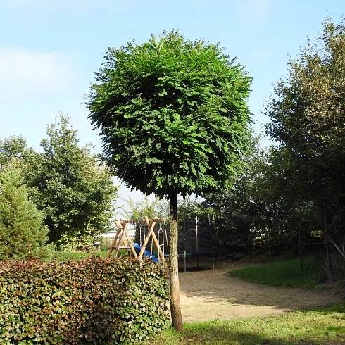 Gartenfreund Link