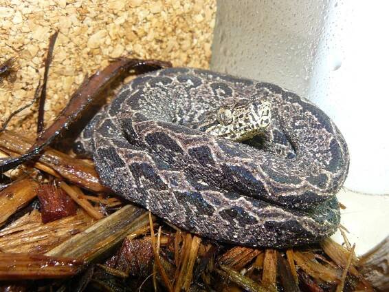 Pochlubte se - Psohlavci (Corallus) - poradna.net