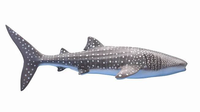 3D Marine Collection https://p.turbosquid.com/ts-thumb/Bz/o6dex1/Dr/whale_shark0001/jpg/1721544134/1920x1080/fit_q87/a1ae4b64481c17f6a84901a13a33d66deae9e6dd/whale_shark0001.jpg