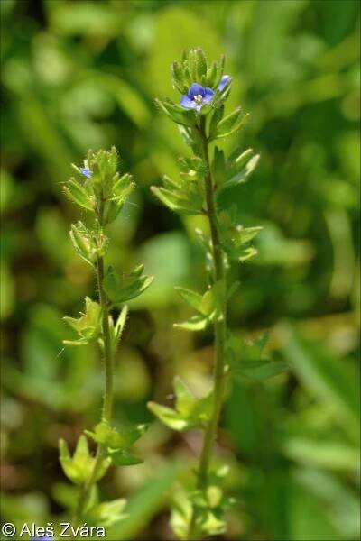 Veronica arvensis – rozrazil rolní