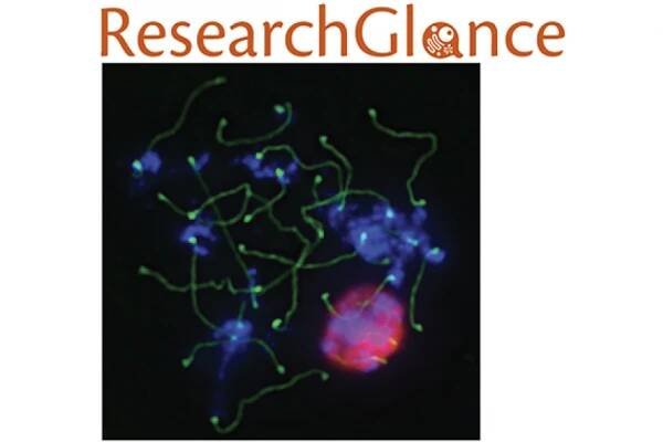 Research glance logo