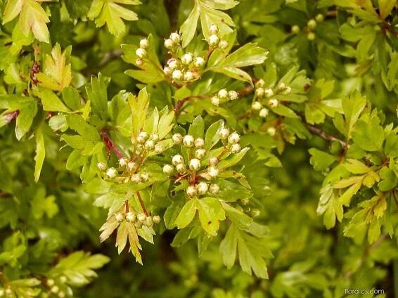 Hloh jednosemenný (Crataegus monogyna)