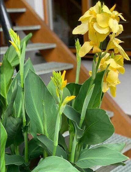 Canna indica, Kana indická - teplomilná rastlina