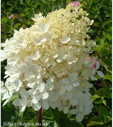 Phantom hydrangea paniculata hortenzia C3L