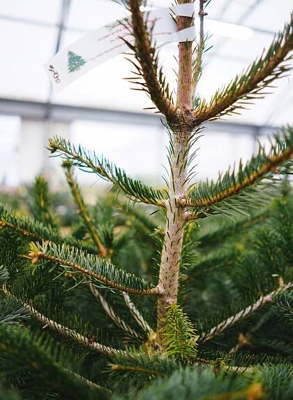 Foto: Phil Hearing/Unsplash