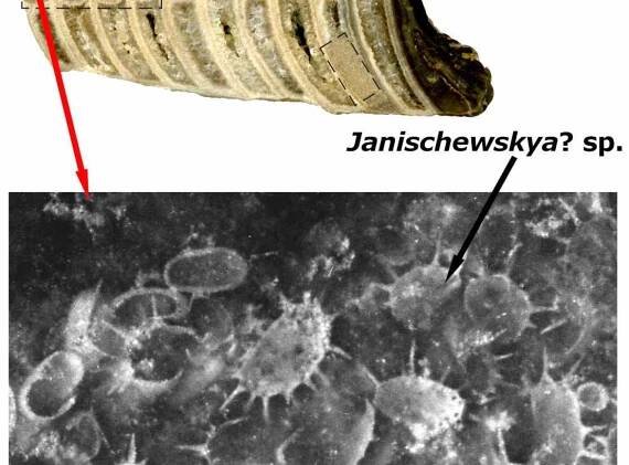 Archiwum aktualności naukowych - Muzeum Ewolucji Instytutu Paleobiologii PAN