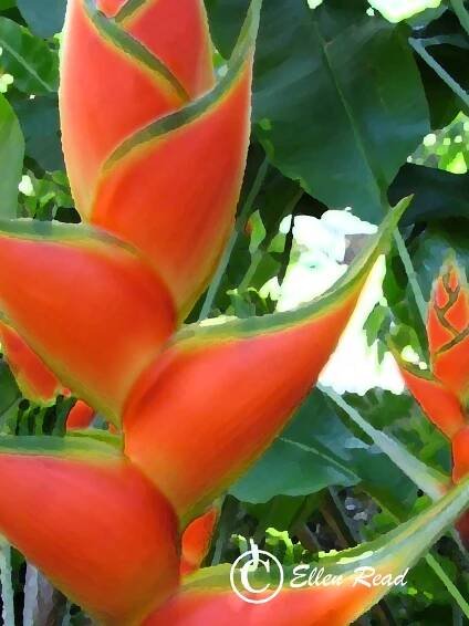 Helaconia Orange Beauty 2