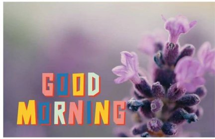 Good Morning Images With Flowers|| Morning Wallpaper|| Picture &Amp; Photos, Download Good Morning Images
