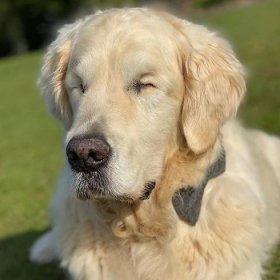 Toto roztomilé štěně zlatého retrívra se stává průvodcem pro 12letého slepého psa | Woman Tiscali