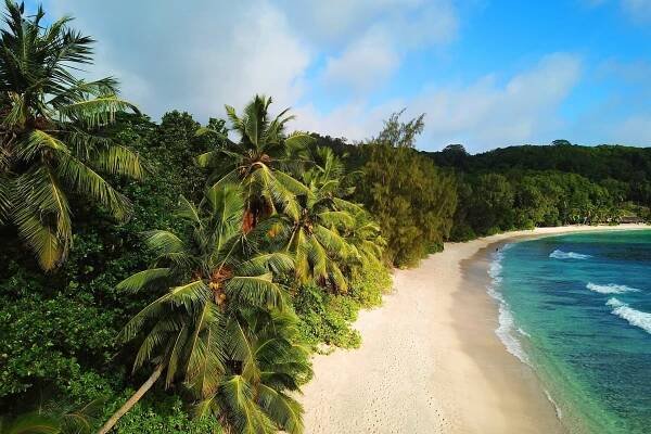 Tropical Paradise: Lush Greenery and Pristine Beach in Seychelles