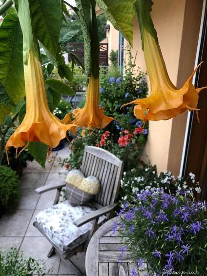 Durmanovec Langenbuscher Garten (Brugmansia)